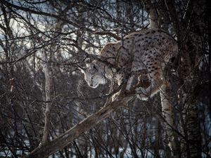 Превью обои рысь, ветки, большая кошка, хищник