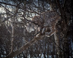 Превью обои рысь, ветки, большая кошка, хищник