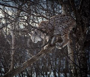 Превью обои рысь, ветки, большая кошка, хищник