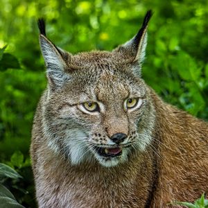 Превью обои рысь, взгляд, большая кошка, хищник