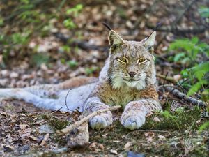 Превью обои рысь, взгляд, хищник, животное, дикая природа