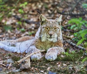 Превью обои рысь, взгляд, хищник, животное, дикая природа