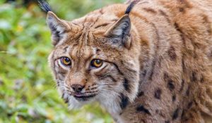 Превью обои рысь, взгляд, животное, большая кошка, коричневый, дикая природа