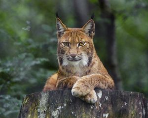 Превью обои рысь, взгляд, животное, хищник, большая кошка