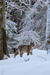 Превью обои рысь, животное, большая кошка, снег, зима, дикая природа