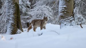 Превью обои рысь, животное, большая кошка, снег, зима, дикая природа