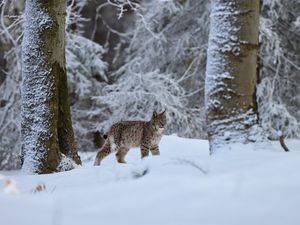 Превью обои рысь, животное, большая кошка, снег, зима, дикая природа