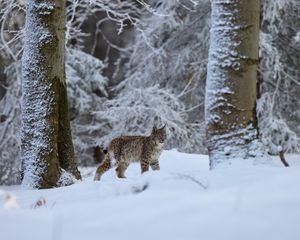 Превью обои рысь, животное, большая кошка, снег, зима, дикая природа