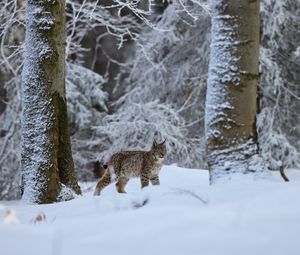 Превью обои рысь, животное, большая кошка, снег, зима, дикая природа