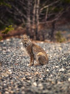 Превью обои рысь, животное, большая кошка, хищник, дикая природа