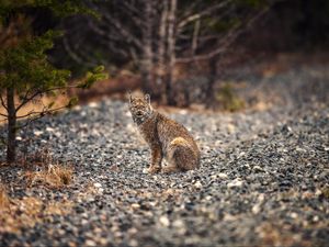 Превью обои рысь, животное, большая кошка, хищник, дикая природа