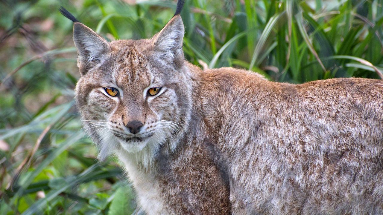 Обои рысь, животное, хищник, большая кошка, природа