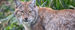 Превью обои рысь, животное, хищник, большая кошка, природа
