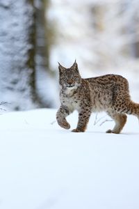 Превью обои рысь, животное, хищник, большая кошка, снег