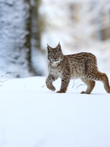 Превью обои рысь, животное, хищник, большая кошка, снег