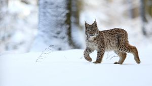 Превью обои рысь, животное, хищник, большая кошка, снег