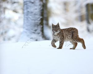 Превью обои рысь, животное, хищник, большая кошка, снег