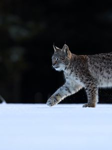 Превью обои рысь, животное, хищник, большая кошка, дикая природа