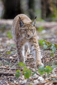 Превью обои рысь, животное, хищник, большая кошка, коричневый, дикая прриода