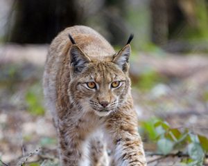 Превью обои рысь, животное, хищник, большая кошка, коричневый, дикая прриода