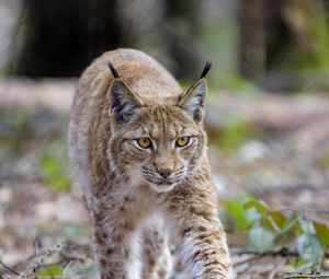 Превью обои рысь, животное, хищник, большая кошка, коричневый, дикая прриода