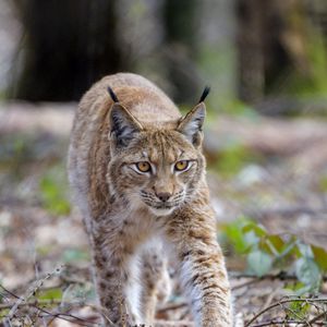 Превью обои рысь, животное, хищник, большая кошка, коричневый, дикая прриода