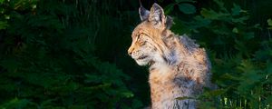 Превью обои рысь, животное, хищник, дикая природа
