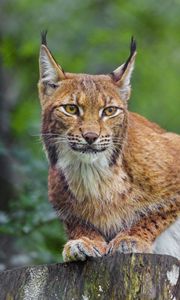 Превью обои рысь, животное, хищник, дикая природа, большая кошка