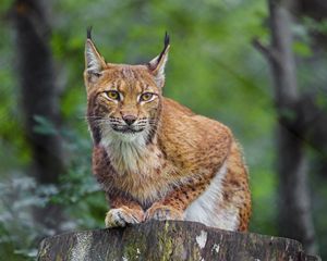 Превью обои рысь, животное, хищник, дикая природа, большая кошка