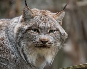 Превью обои рысь, животное, взгляд, хищник