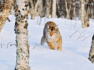 Превью обои рысь, зима, снег, роща, березы