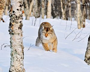 Превью обои рысь, зима, снег, роща, березы