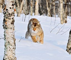 Превью обои рысь, зима, снег, роща, березы