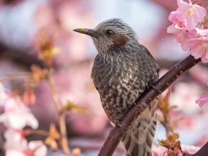 Превью обои рыжеухий бульбуль, птица, клюв, дикая природа