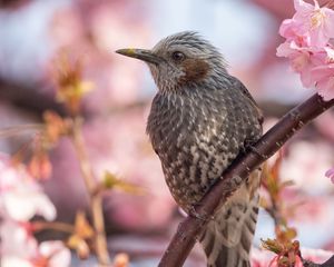 Превью обои рыжеухий бульбуль, птица, клюв, дикая природа