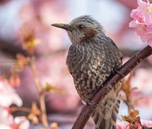 Превью обои рыжеухий бульбуль, птица, клюв, дикая природа