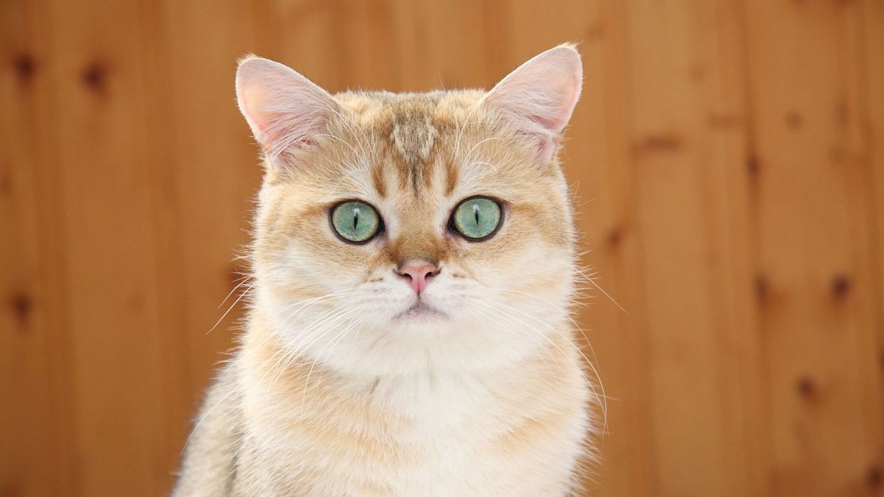 Обои рыжий кот, голубые глаза, взгляд