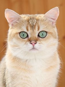 Превью обои рыжий кот, голубые глаза, взгляд