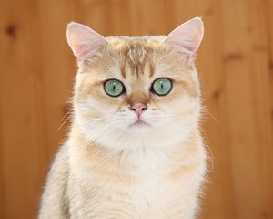 Превью обои рыжий кот, голубые глаза, взгляд