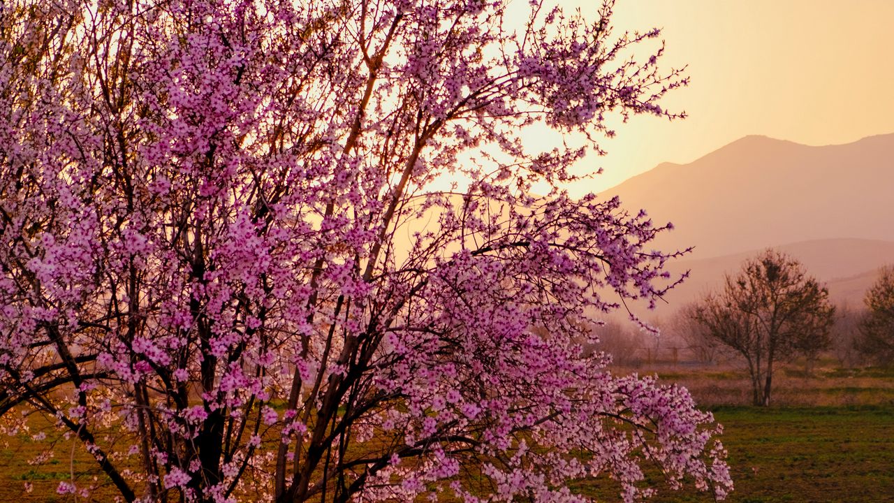 Обои сакура, дерево, цветы, поле, горы, пейзаж