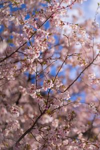 Превью обои сакура, дерево, цветы, цветение, розовый, весна
