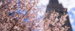 Превью обои сакура, дерево, цветы, цветение, розовый, весна
