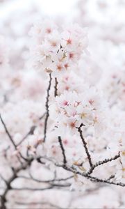 Превью обои сакура, дерево, ветки, цветы, лепестки, весна, белый