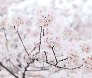 Превью обои сакура, дерево, ветки, цветы, лепестки, весна, белый