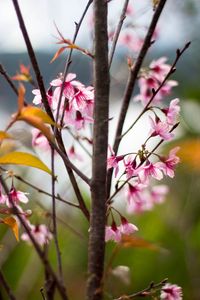 Превью обои сакура, лепестки, цветы, ветки, дерево, розовый