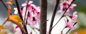 Превью обои сакура, лепестки, цветы, ветки, дерево, розовый