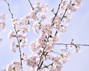 Превью обои сакура, лепестки, цветы, ветки, небо, розовый