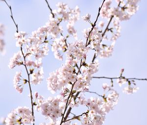 Превью обои сакура, лепестки, цветы, ветки, небо, розовый