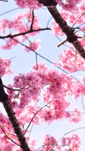Превью обои сакура, лепестки, цветы, ветки, дерево, розовый, небо