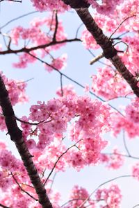 Превью обои сакура, лепестки, цветы, ветки, дерево, розовый, небо